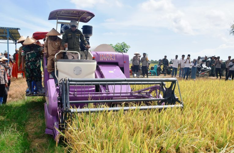 Danrem 173/PVB dan Pemprov Papua Tengah Gelar Panen Raya Padi di Nabire, Dukung Ketahanan Pangan Nasional
