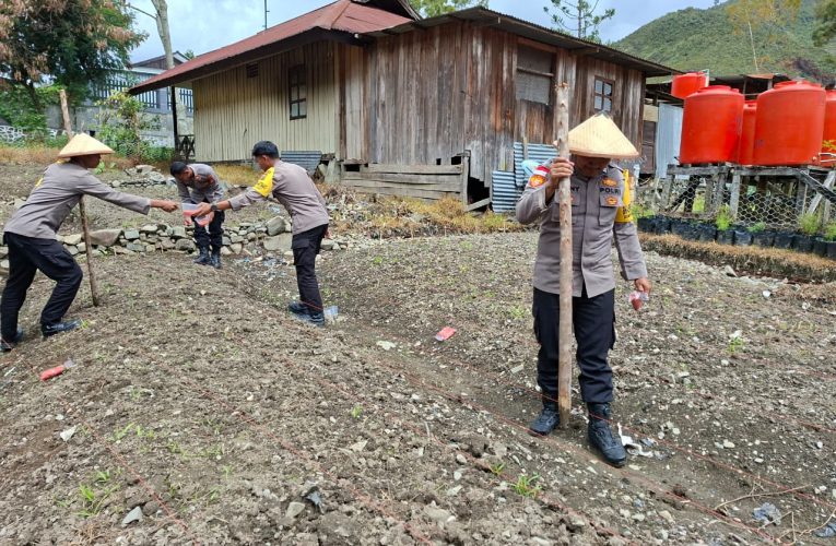 Polsek Mulia Tanam Jagung dan Sayuran Dukung Program Ketahanan Pangan di Puncak Jaya