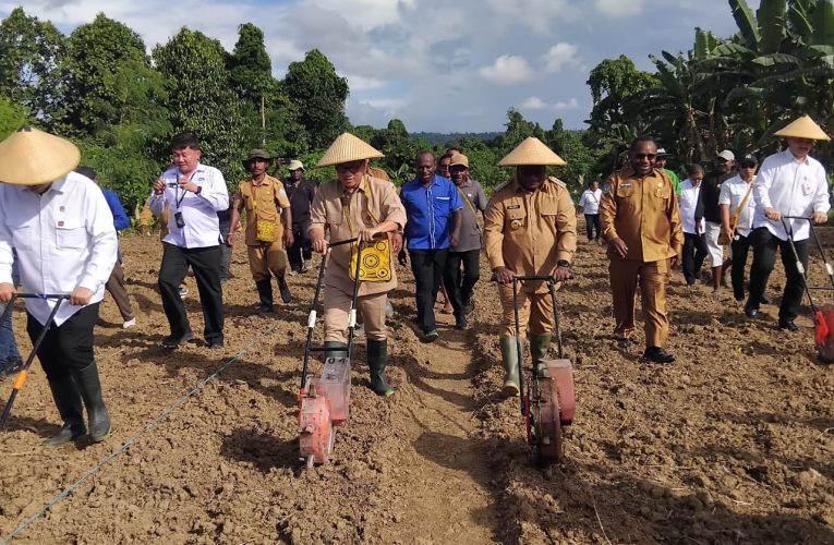 Menteri Desa & Menteri Koperasi Tanam Jagung Perdana di Bumi Raya Nabire, Dukung Program MBG Presiden Prabowo